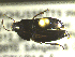  ( - NEONTcarabid1725)  @12 [ ] Copyright (2010) Blevins, KK and Travers, PD National Ecological Observatory Network (NEON) http://www.neoninc.org/content/copyright