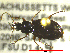  ( - NEONTcarabid1730)  @13 [ ] Copyright (2010) Blevins, KK and Travers, PD National Ecological Observatory Network (NEON) http://www.neoninc.org/content/copyright