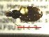  ( - NEONTcarabid1731)  @13 [ ] Copyright (2010) Blevins, KK and Travers, PD National Ecological Observatory Network (NEON) http://www.neoninc.org/content/copyright