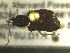  ( - NEONTcarabid1733)  @12 [ ] Copyright (2010) Blevins, KK and Travers, PD National Ecological Observatory Network (NEON) http://www.neoninc.org/content/copyright