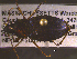  ( - NEONTcarabid1830)  @13 [ ] Copyright (2010) Blevins, KK and Travers, PD National Ecological Observatory Network (NEON) http://www.neoninc.org/content/copyright