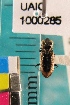  ( - NEONTcarabid5312)  @11 [ ] Copyright (2012) Blevins, KK National Ecological Observatory Network (NEON) http://www.neoninc.org/content/copyright