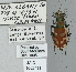  ( - NEONTcarabid5306)  @11 [ ] CreativeCommons - Attribution Non-Commercial Share-Alike (2011) Moore, W University of Arizona Insect Collection
