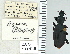  ( - NEONTcarabid5293)  @11 [ ] CreativeCommons - Attribution Non-Commercial Share-Alike (2011) Moore, W University of Arizona Insect Collection