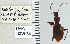  ( - NEONTcarabid5290)  @11 [ ] CreativeCommons - Attribution Non-Commercial Share-Alike (2011) Moore, W University of Arizona Insect Collection