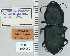  ( - NEONTcarabid4735)  @11 [ ] CreativeCommons - Attribution Non-Commercial Share-Alike (2011) Moore, W University of Arizona Insect Collection