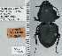  ( - NEONTcarabid4736)  @11 [ ] CreativeCommons - Attribution Non-Commercial Share-Alike (2011) Moore, W University of Arizona Insect Collection