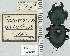  ( - NEONTcarabid4737)  @11 [ ] CreativeCommons - Attribution Non-Commercial Share-Alike (2011) Moore, W University of Arizona Insect Collection