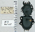  ( - NEONTcarabid4738)  @11 [ ] CreativeCommons - Attribution Non-Commercial Share-Alike (2011) Moore, W University of Arizona Insect Collection