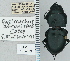  ( - NEONTcarabid4739)  @11 [ ] CreativeCommons - Attribution Non-Commercial Share-Alike (2011) Moore, W University of Arizona Insect Collection