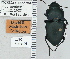  ( - NEONTcarabid4745)  @11 [ ] CreativeCommons - Attribution Non-Commercial Share-Alike (2011) Moore, W University of Arizona Insect Collection