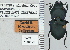  ( - NEONTcarabid4747)  @11 [ ] CreativeCommons - Attribution Non-Commercial Share-Alike (2011) Moore, W University of Arizona Insect Collection