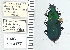  ( - NEONTcarabid5304)  @11 [ ] CreativeCommons - Attribution Non-Commercial Share-Alike (2011) Moore, W University of Arizona Insect Collection