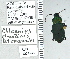  ( - NEONTcarabid5303)  @13 [ ] CreativeCommons - Attribution Non-Commercial Share-Alike (2011) Moore, W University of Arizona Insect Collection