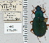  ( - NEONTcarabid5296)  @11 [ ] CreativeCommons - Attribution Non-Commercial Share-Alike (2011) Moore, W University of Arizona Insect Collection