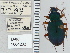  ( - NEONTcarabid5294)  @11 [ ] CreativeCommons - Attribution Non-Commercial Share-Alike (2011) Moore, W University of Arizona Insect Collection