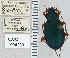  ( - NEONTcarabid5295)  @11 [ ] CreativeCommons - Attribution Non-Commercial Share-Alike (2011) Moore, W University of Arizona Insect Collection