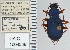  ( - NEONTcarabid5297)  @11 [ ] CreativeCommons - Attribution Non-Commercial Share-Alike (2011) Moore, W University of Arizona Insect Collection