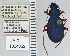  ( - NEONTcarabid5299)  @11 [ ] CreativeCommons - Attribution Non-Commercial Share-Alike (2011) Moore, W University of Arizona Insect Collection