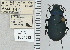  ( - NEONTcarabid5301)  @11 [ ] CreativeCommons - Attribution Non-Commercial Share-Alike (2011) Moore, W University of Arizona Insect Collection