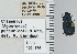  ( - NEONTcarabid4757)  @11 [ ] CreativeCommons - Attribution Non-Commercial Share-Alike (2011) Moore, W University of Arizona Insect Collection