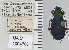  ( - NEONTcarabid4758)  @11 [ ] CreativeCommons - Attribution Non-Commercial Share-Alike (2011) Moore, W University of Arizona Insect Collection