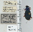  ( - NEONTcarabid4760)  @11 [ ] CreativeCommons - Attribution Non-Commercial Share-Alike (2011) Moore, W University of Arizona Insect Collection