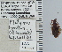  (Platynus lyratus - NEONTcarabid4704)  @12 [ ] CreativeCommons - Attribution Non-Commercial Share-Alike (2011) Moore, W University of Arizona Insect Collection