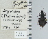  ( - NEONTcarabid5266)  @11 [ ] CreativeCommons - Attribution Non-Commercial Share-Alike (2011) Moore, W University of Arizona Insect Collection