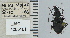  ( - NEONTcarabid5267)  @11 [ ] CreativeCommons - Attribution Non-Commercial Share-Alike (2011) Moore, W University of Arizona Insect Collection