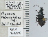  ( - NEONTcarabid5268)  @11 [ ] CreativeCommons - Attribution Non-Commercial Share-Alike (2011) Moore, W University of Arizona Insect Collection