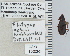  (Platynus cohni - NEONTcarabid5280)  @12 [ ] CreativeCommons - Attribution Non-Commercial Share-Alike (2011) Moore, W University of Arizona Insect Collection