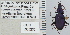  (Platynus falli - NEONTcarabid5286)  @13 [ ] CreativeCommons - Attribution Non-Commercial Share-Alike (2011) Moore, W University of Arizona Insect Collection