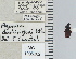  ( - NEONTcarabid4642)  @11 [ ] CreativeCommons - Attribution Non-Commercial Share-Alike (2011) Moore, W University of Arizona Insect Collection