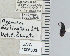  ( - NEONTcarabid4643)  @11 [ ] CreativeCommons - Attribution Non-Commercial Share-Alike (2011) Moore, W University of Arizona Insect Collection