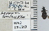  ( - NEONTcarabid4650)  @11 [ ] CreativeCommons - Attribution Non-Commercial Share-Alike (2011) Moore, W University of Arizona Insect Collection