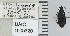 ( - NEONTcarabid4651)  @11 [ ] CreativeCommons - Attribution Non-Commercial Share-Alike (2011) Moore, W University of Arizona Insect Collection