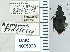  ( - NEONTcarabid4662)  @11 [ ] CreativeCommons - Attribution Non-Commercial Share-Alike (2011) Moore, W University of Arizona Insect Collection