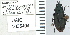  ( - NEONTcarabid4665)  @12 [ ] CreativeCommons - Attribution Non-Commercial Share-Alike (2011) Moore, W University of Arizona Insect Collection