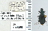  ( - NEONTcarabid4670)  @11 [ ] CreativeCommons - Attribution Non-Commercial Share-Alike (2011) Moore, W University of Arizona Insect Collection