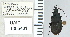  ( - NEONTcarabid4674)  @12 [ ] CreativeCommons - Attribution Non-Commercial Share-Alike (2011) Moore, W University of Arizona Insect Collection