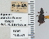  ( - NEONTcarabid4679)  @11 [ ] CreativeCommons - Attribution Non-Commercial Share-Alike (2011) Moore, W University of Arizona Insect Collection