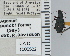  ( - NEONTcarabid4678)  @11 [ ] CreativeCommons - Attribution Non-Commercial Share-Alike (2011) Moore, W University of Arizona Insect Collection