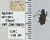  ( - NEONTcarabid4681)  @11 [ ] CreativeCommons - Attribution Non-Commercial Share-Alike (2011) Moore, W University of Arizona Insect Collection