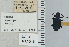  ( - NEONTcarabid4682)  @11 [ ] CreativeCommons - Attribution Non-Commercial Share-Alike (2011) Moore, W University of Arizona Insect Collection