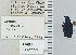  (Agonum cyanopis - NEONTcarabid4683)  @11 [ ] CreativeCommons - Attribution Non-Commercial Share-Alike (2011) Moore, W University of Arizona Insect Collection