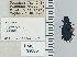  ( - NEONTcarabid4684)  @11 [ ] CreativeCommons - Attribution Non-Commercial Share-Alike (2011) Moore, W University of Arizona Insect Collection