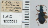  ( - NEONTcarabid4690)  @11 [ ] CreativeCommons - Attribution Non-Commercial Share-Alike (2011) Moore, W University of Arizona Insect Collection