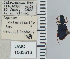  ( - NEONTcarabid4692)  @11 [ ] CreativeCommons - Attribution Non-Commercial Share-Alike (2011) Moore, W University of Arizona Insect Collection