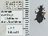  ( - NEONTcarabid4694)  @11 [ ] CreativeCommons - Attribution Non-Commercial Share-Alike (2011) Moore, W University of Arizona Insect Collection